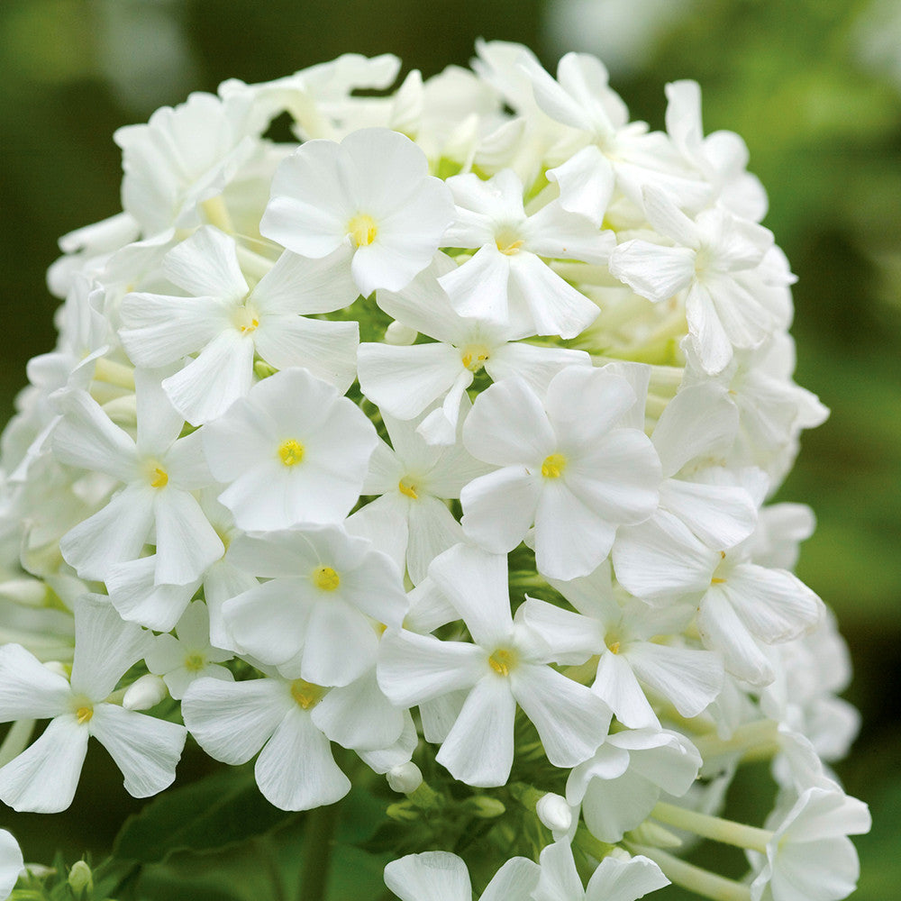 Sarah Raven Phlox paniculata David Flammenblume 3x9cm weiß