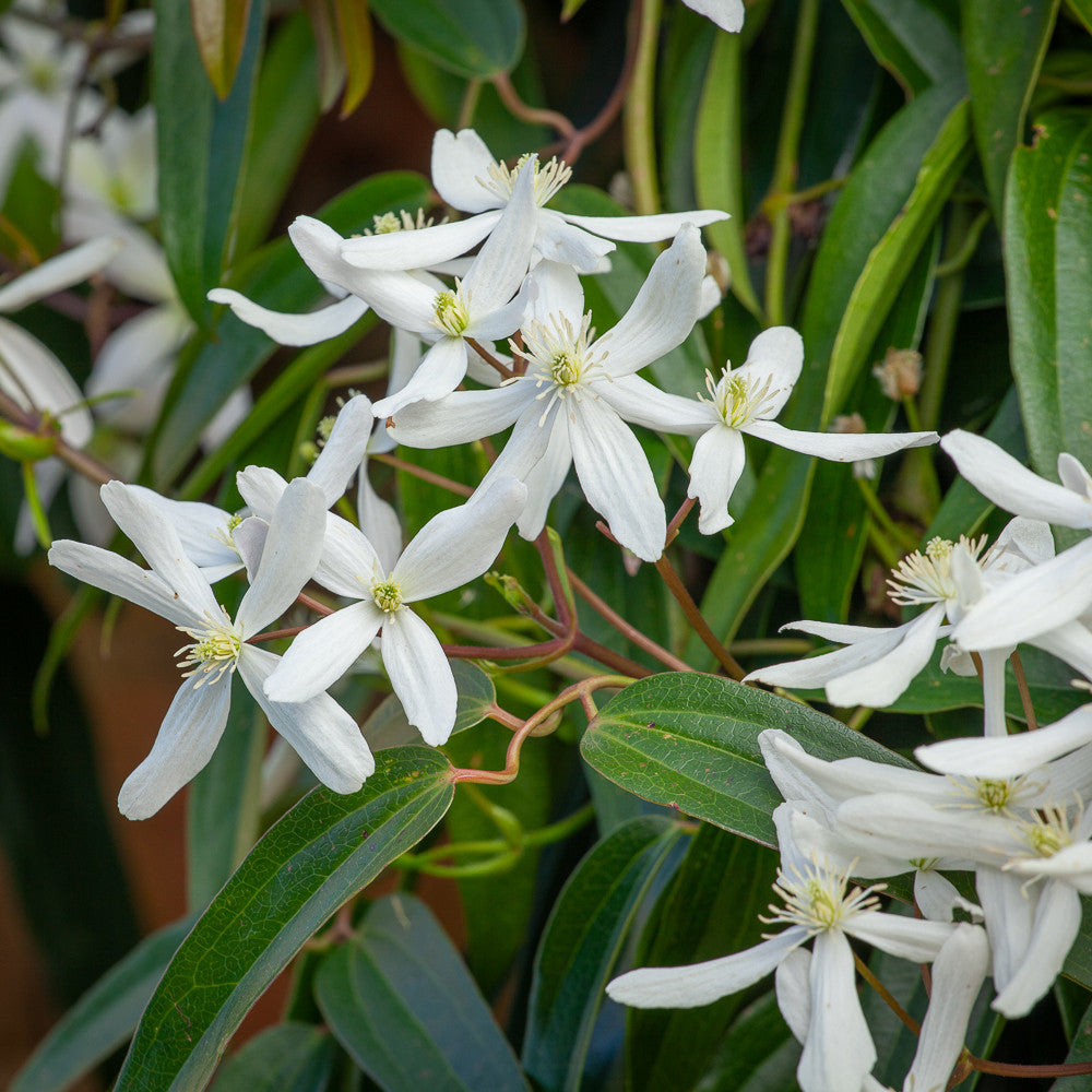 Sarah Raven Plants Clematis armandii Kletterpflanze 2-L-Topf creme
