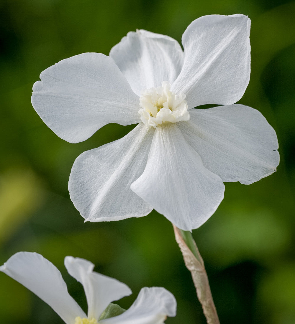Sarah Raven Bulbs Pheasants Eye Narzissen Blumenzwiebeln 30 Stück