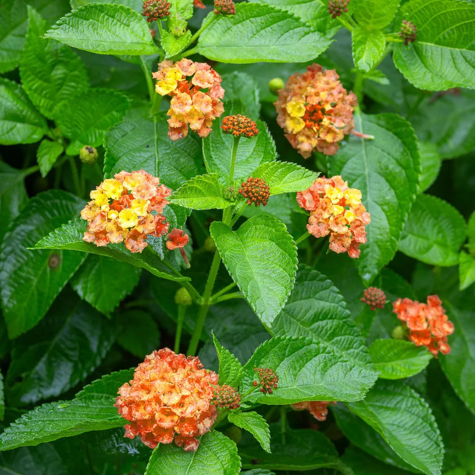 Sarah Raven Plants Lantana Bloomify Mango Pflanzen 3 x 9cm