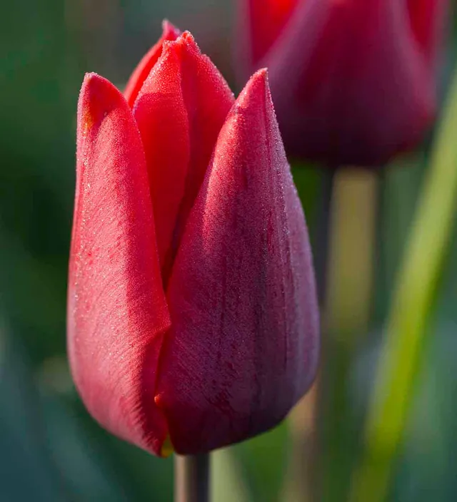 Sarah Raven Bulbs Tulpe Couleur Cardinal Zwiebel 10 Stück rot
