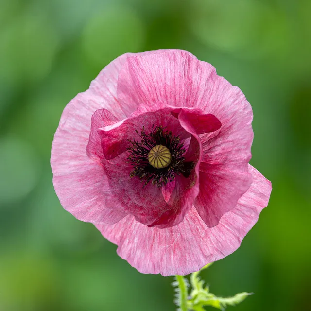 Sarah Raven Seeds Papaver Pandora Mohnsamen 500 Samen