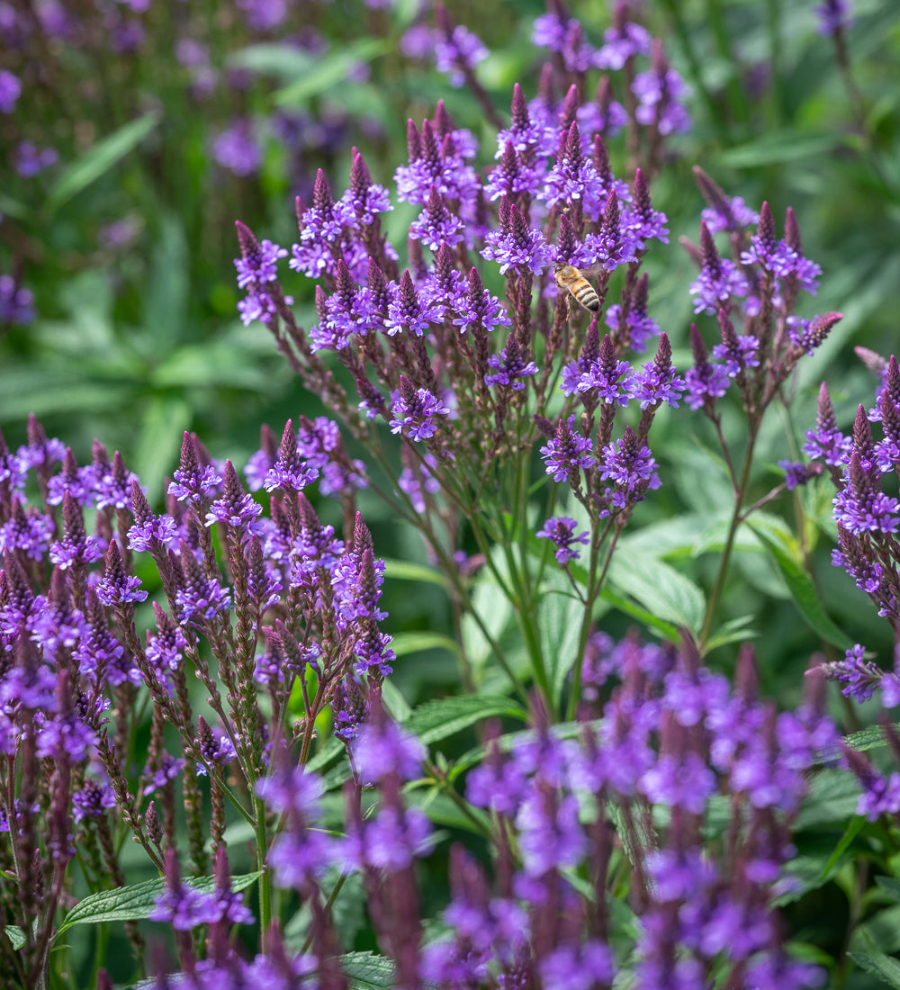 Sarah Raven Plants Verbena Blue Spires Pflanze 3x9cm violettblau
