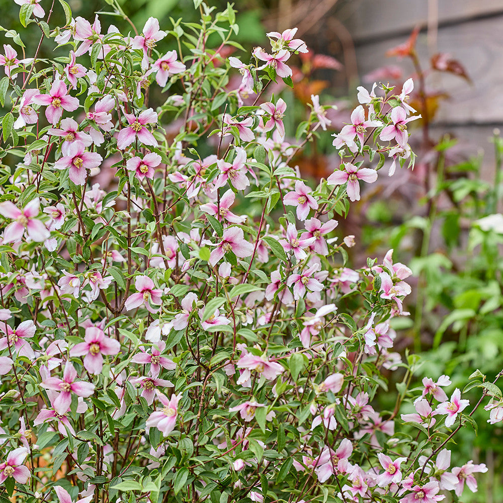 Sarah Raven Plants Philadelphus Petite Perfume Pink Pflanze 2L Topf rosa