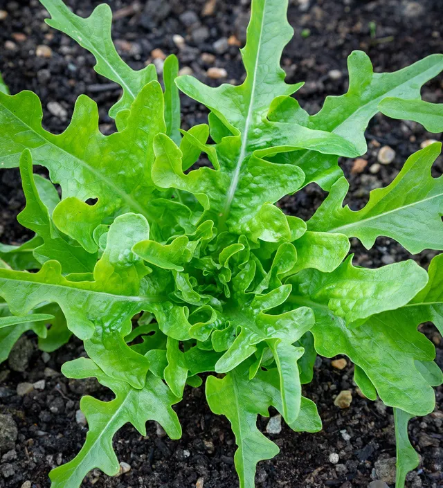 Sarah Raven Seeds Lettuce Cerbiatta Salatsamen 750 Samen Knackig