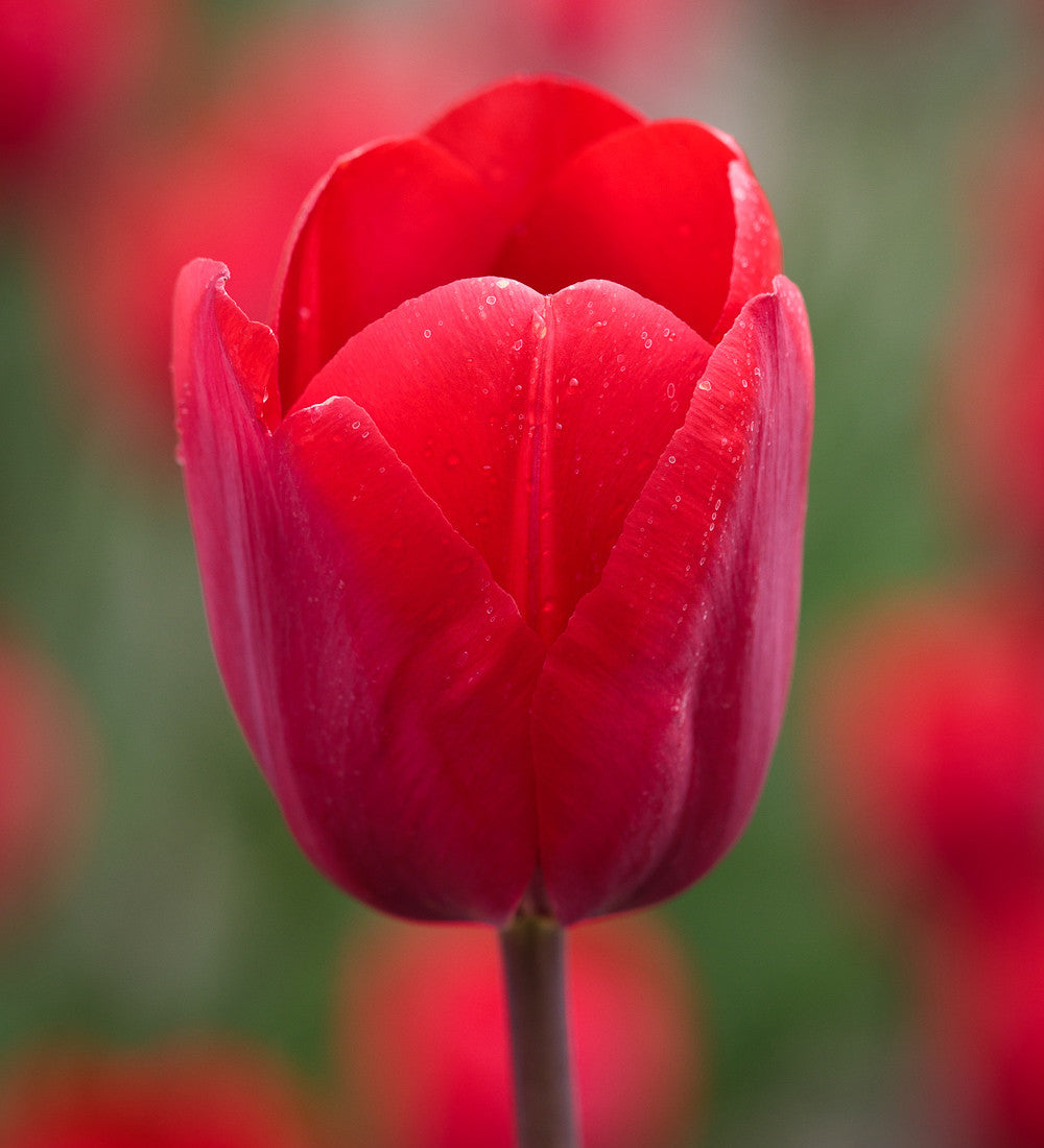Sarah Raven Bulbs Dutch Yard Tulpenzwiebeln 30 Zwiebeln rot