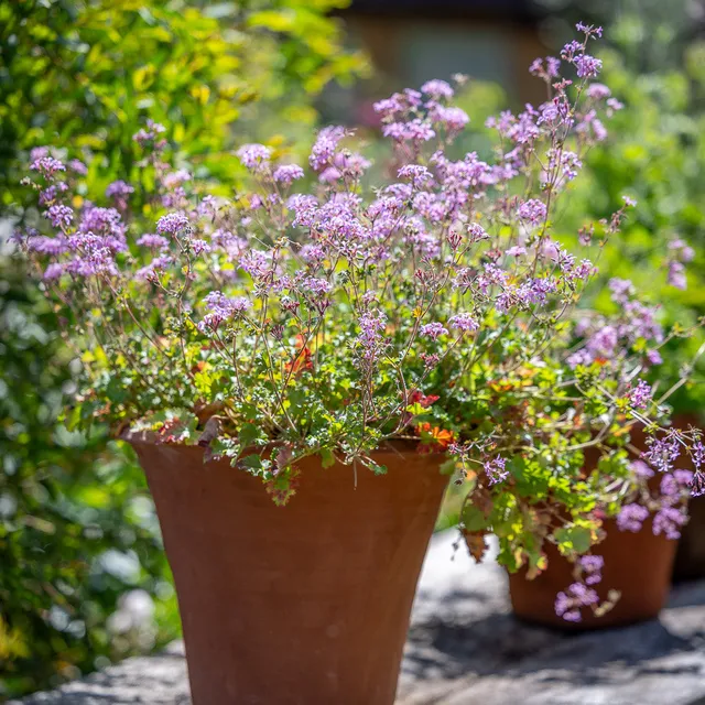 Sarah Raven Plants Pelargonie Deerwood Lavender Lass 3x9cm