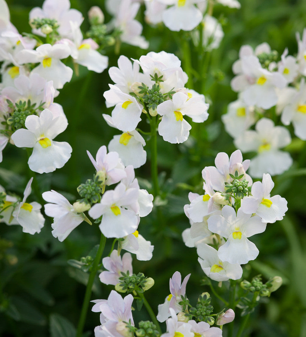 Sarah Raven Plants Nemesia Wisley Vanilla Pflanze 3x9cm weiß Duft