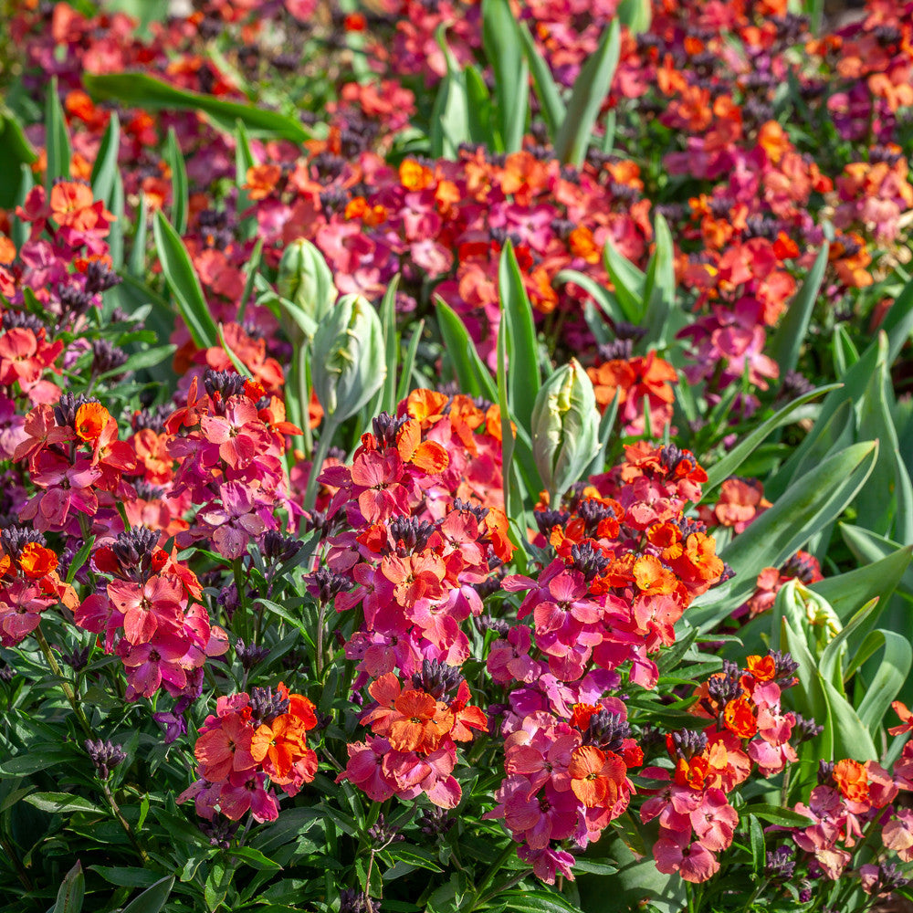 Sarah Raven Plants Erysimum Winter Orchid Goldlack 3x9cm Duftblüte