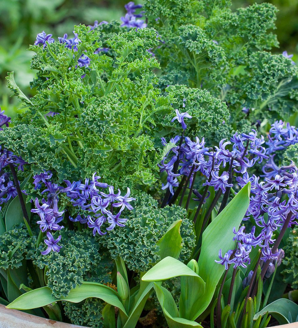 Sarah Raven Seeds Kale Dwarf Green Curled Samen 400 Samen Zwerg