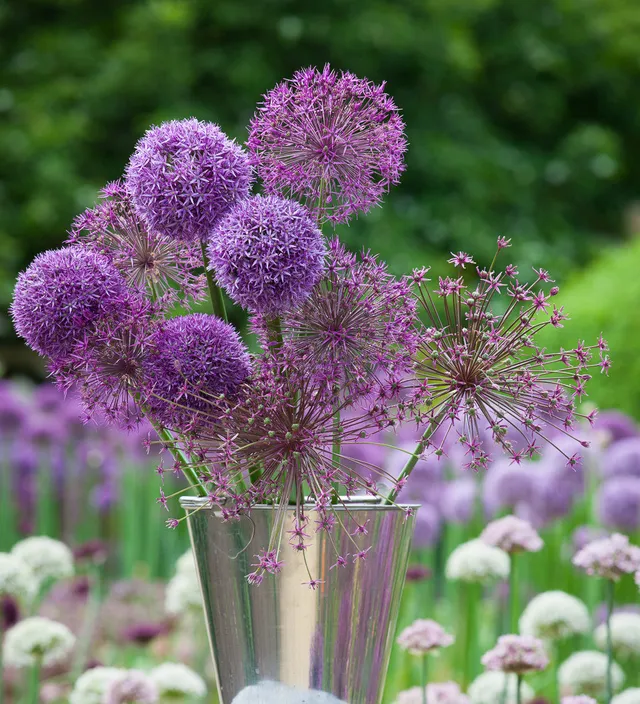 Sarah Raven Parham Allium Blumenzwiebeln 15 Stück lila Mix