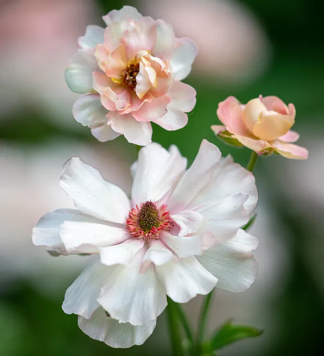 Sarah Raven Bulbs Ranunculus Butterfly Ariadne Ranunkel 3 Knollen