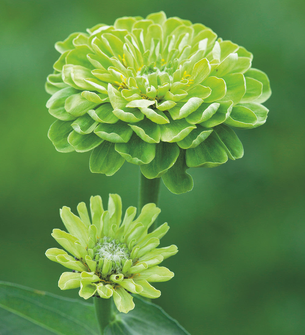 Sarah Raven Plants Cranberry Lime Zinnia Collection 12x9 cm