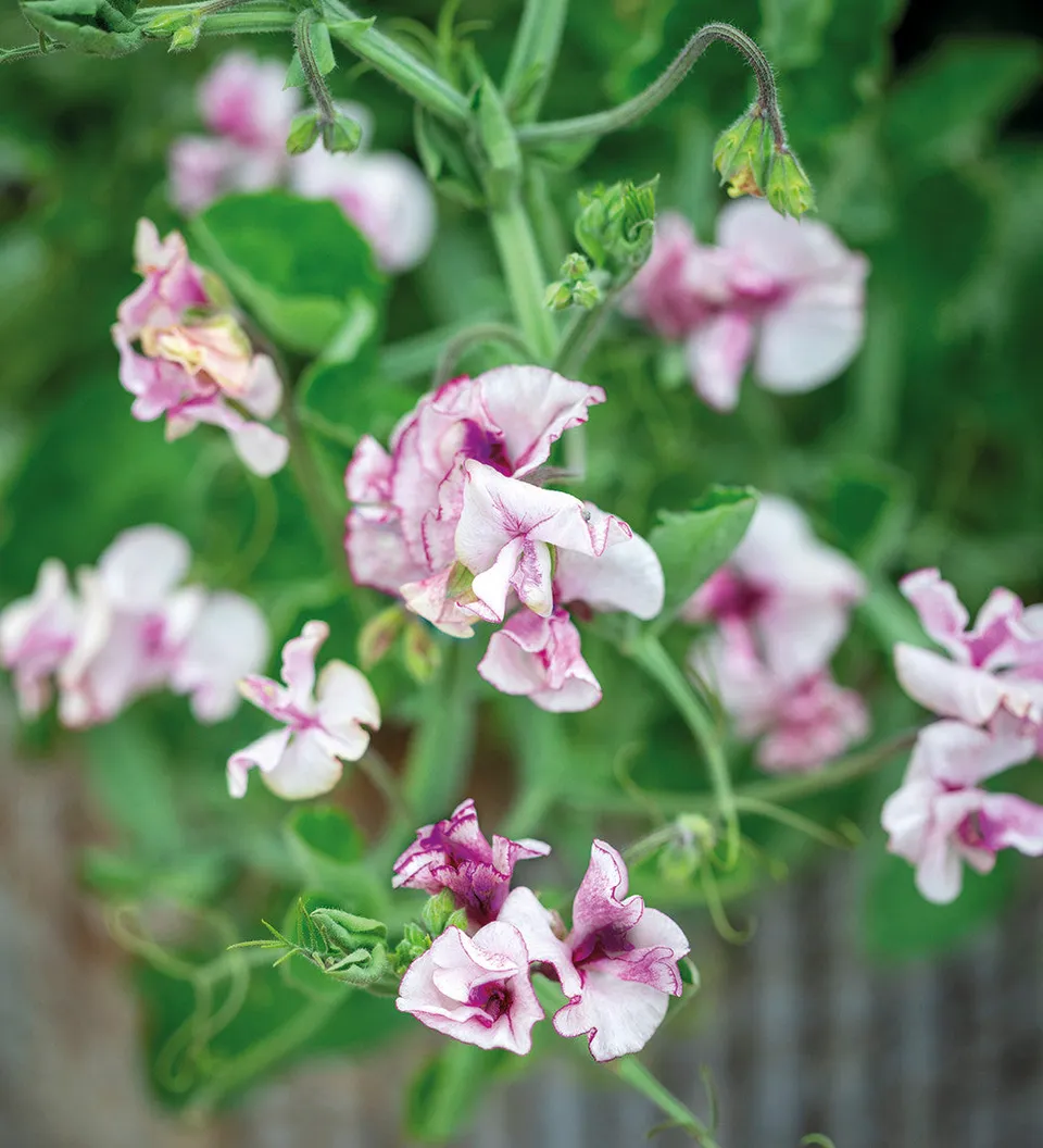Sarah Raven Seeds Sweet Pea Lisa Marie Samen 20 Stück Duft