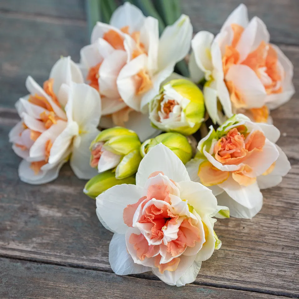 Sarah Raven Bulbs Narzisse My Story Blumenzwiebeln 15 Stück duftend