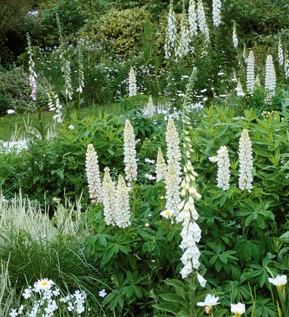 Sarah Raven Plants Lupinus Noble Maiden Lupine 3x9cm weiß