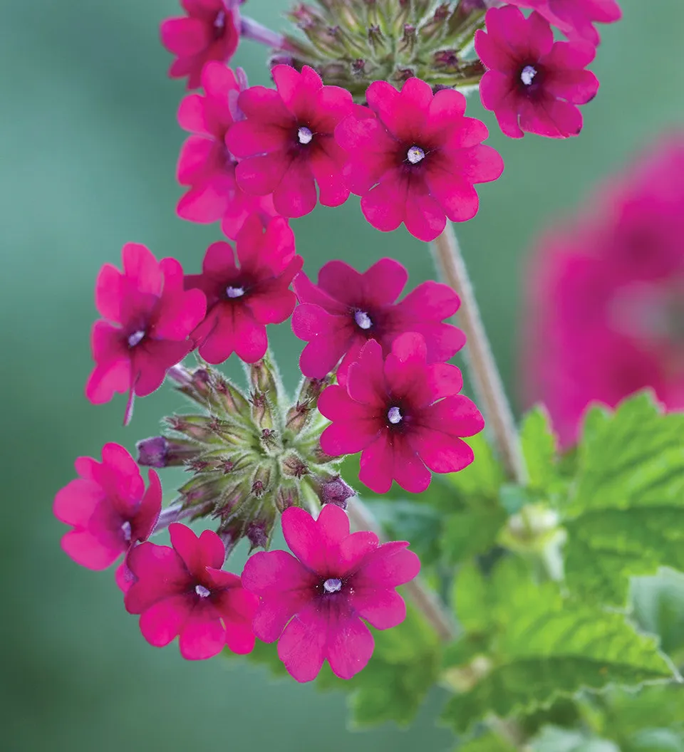 Sarah Raven Plants Verbena Superbena Burgundy Pflanze 3x9cm