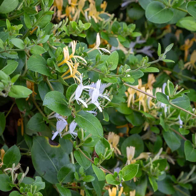 Sarah Raven Lonicera japonica Halliana Kletterpflanze 2L Topf