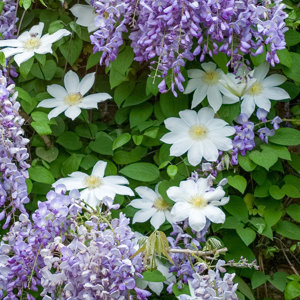Sarah Raven Plants Clematis Wadas Primrose Pflanze 2-Liter-Topf duftend