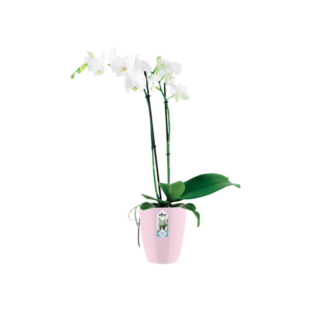 elho Brussels Diamond Orchideentopf 10,5 cm rosa Belüftung