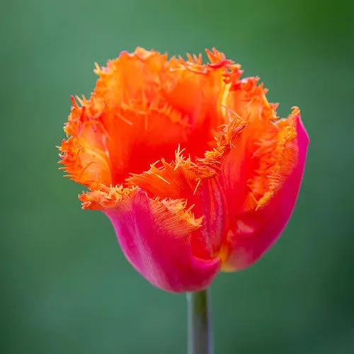 Sarah Raven Ogene Tulpe 10 Blumenzwiebeln orange
