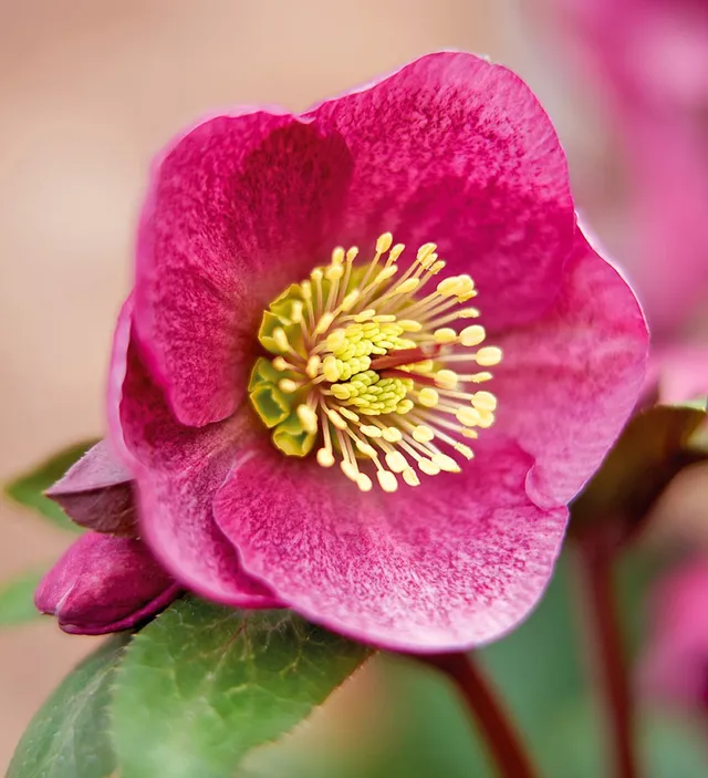 Sarah Raven Plants Helleborus Charmer Christrose 2 Liter Topf