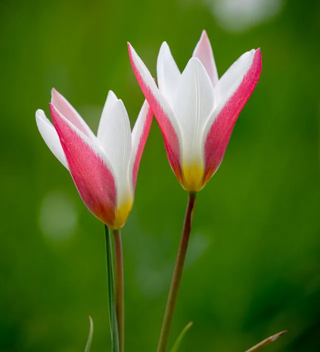 Sarah Raven Bulbs Tulip clusiana Peppermintstick Blumenzwiebeln 10 Stück verwildernd