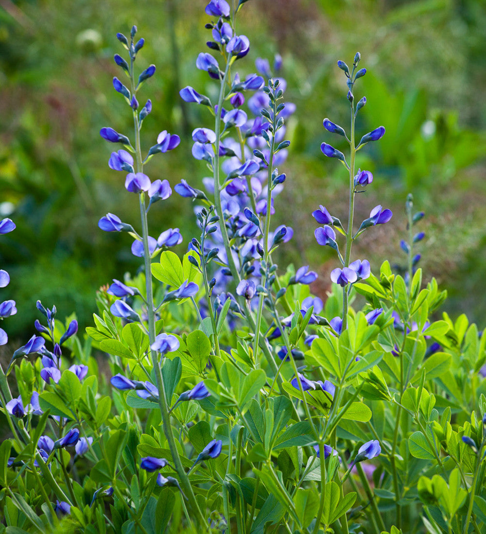 Sarah Raven Plants Baptisia australis 10 Samen indigoblau
