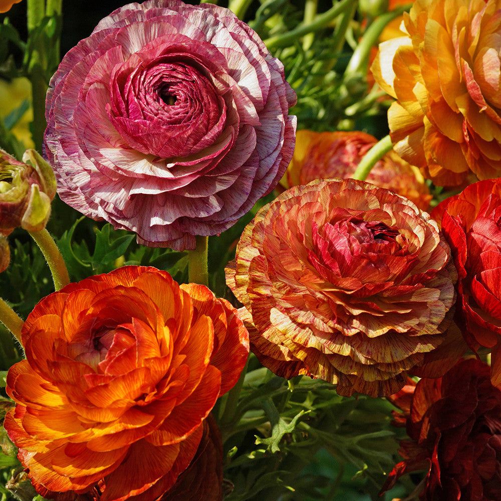 Sarah Raven Bulbs Ranunculus Aviv Picotee Café Knollen 15 St. exotic