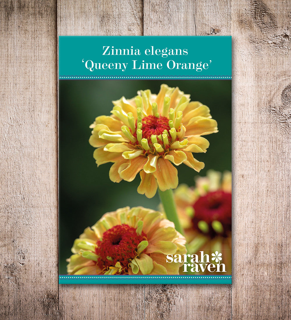 Sarah Raven Zinnia Queeny Lime Orange Zinnie 30 Samen Orange
