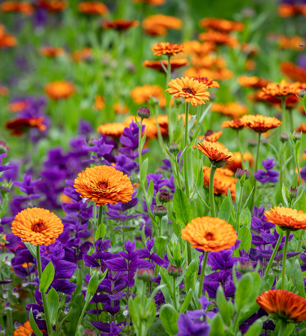 Sarah Raven Seeds Salvia Blue Monday Blumensamen 100 Samen