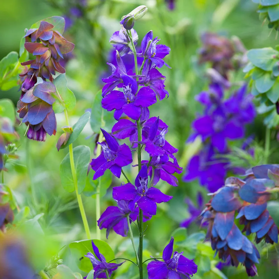 Sarah Raven Seeds Consolida Dark Blue 400 Samen dunkelblau