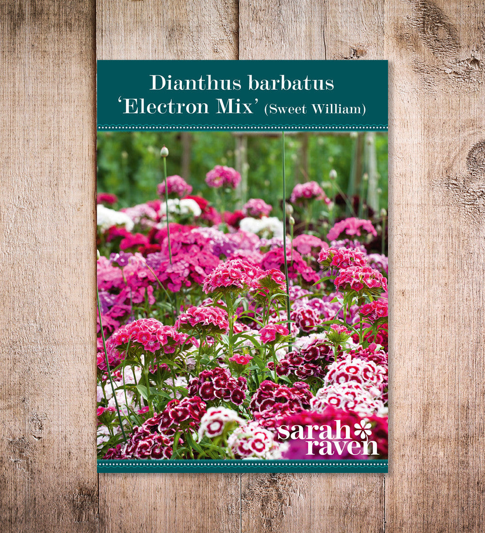 Sarah Raven Seeds Dianthus barbatus Electron Mix Bartnelkensamen 200 Samen