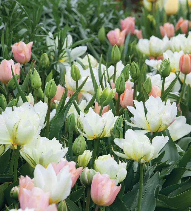 Sarah Raven Bulbs Apricot White Tulip Mix Blumenzwiebeln 30 Stück