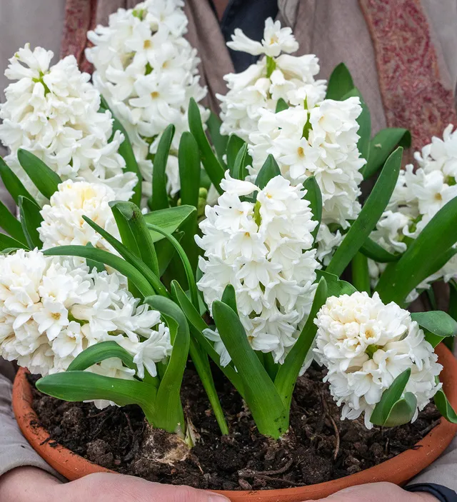 Sarah Raven White Pearl Hyazinthe 5 Zwiebeln weiß duftend