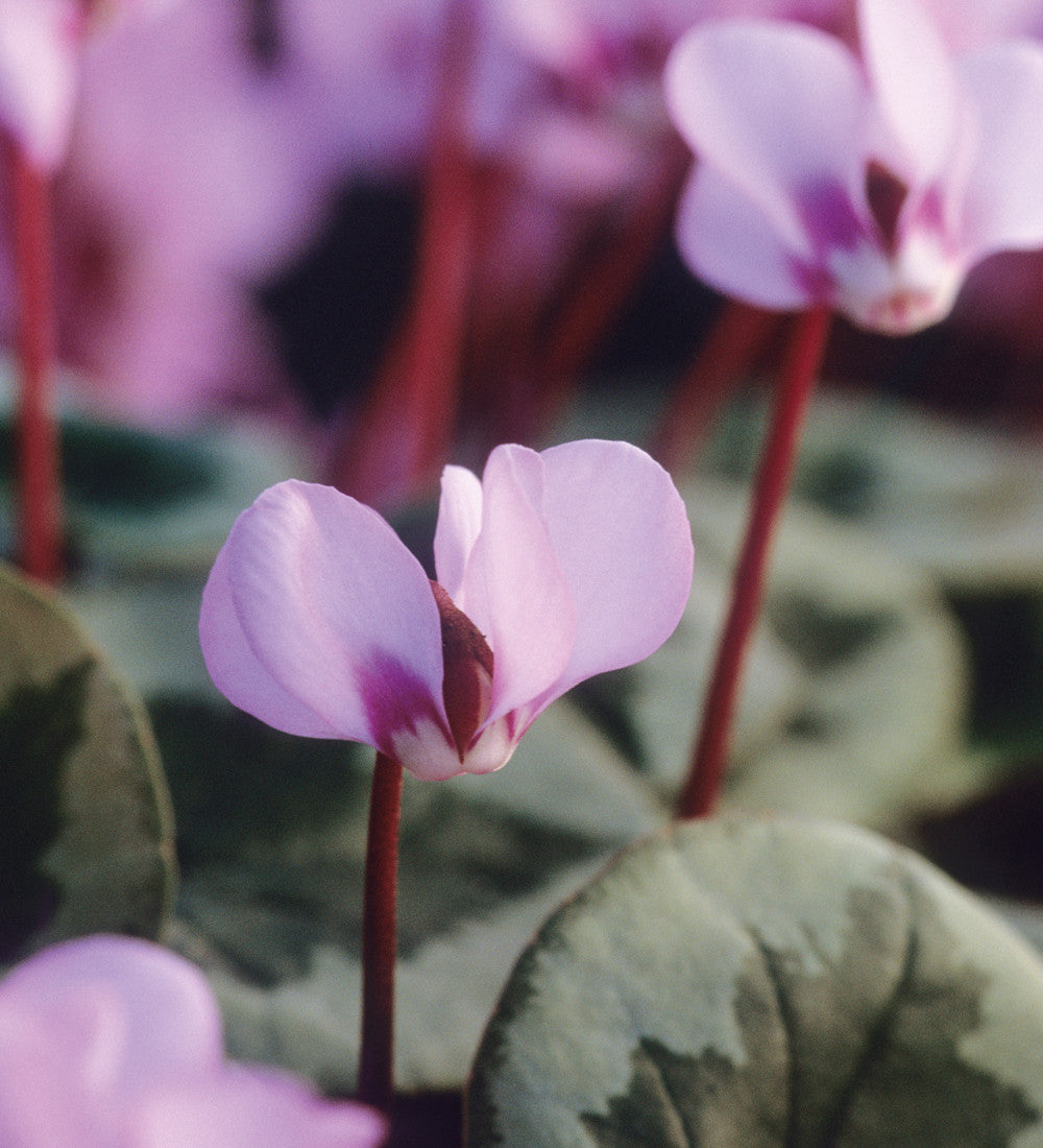 Sarah Raven Plants Cyclamen coum Pflanze 3 x 9cm Töpfe winterhart