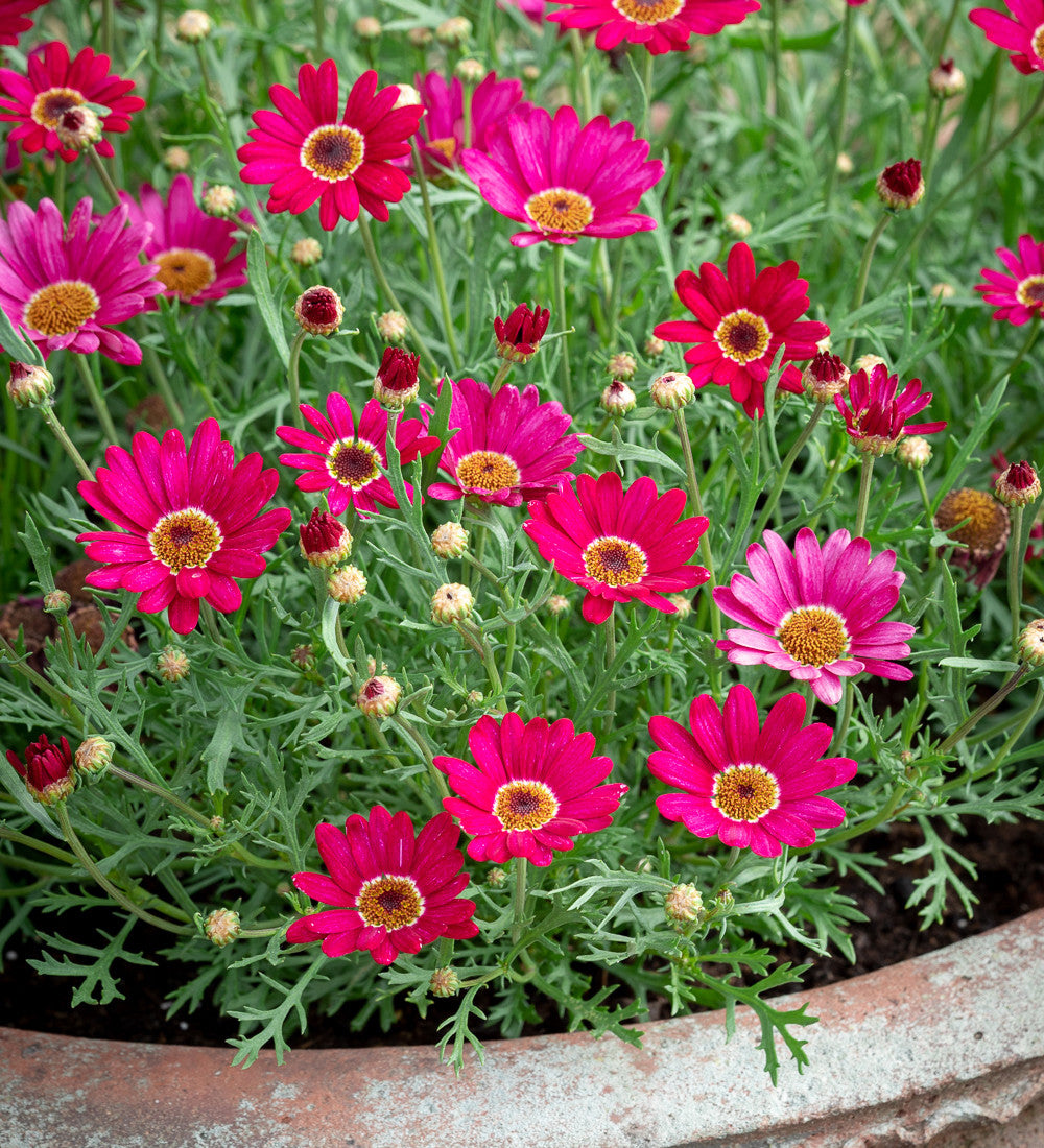 Sarah Raven Argyranthemum Grandaisy Deep Red 3x9cm Topf langblühend