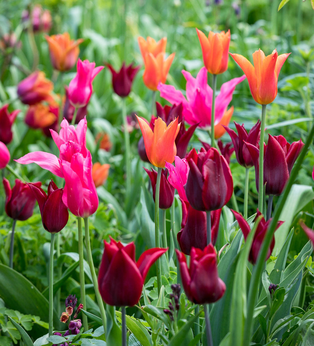 Sarah Raven Bulbs Bold Brilliant Tulpenzwiebeln 20 Stück lilienblütig