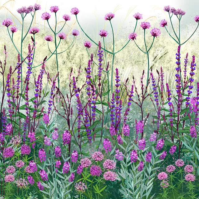 Sarah Raven Plants Chalky Soil Border Collection Staude 18x9cm lila