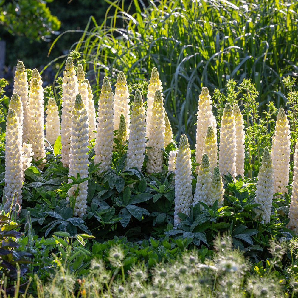 Sarah Raven Plants Lupinus Noble Maiden Lupine 3x9cm weiß