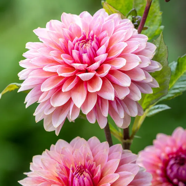 Sarah Raven Bulbs Dahlia Sweet Sanne Dahlienknolle 1 Knolle rosa