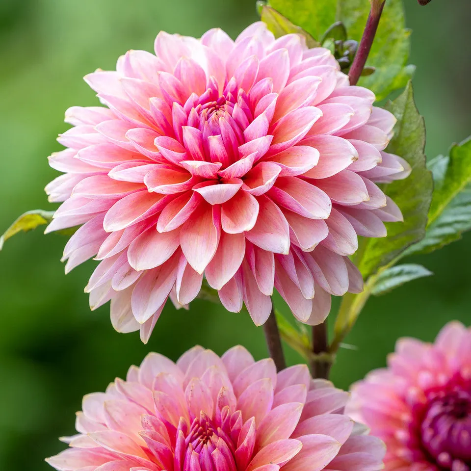 Sarah Raven Bulbs Dahlia Sweet Sanne Dahlienknolle 1 Knolle rosa