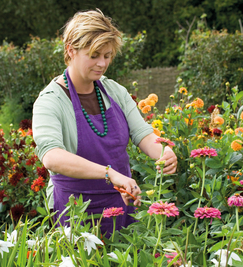 Sarah Raven Zinnia Giant Dahlia Mix Samen 60 Samen bunt