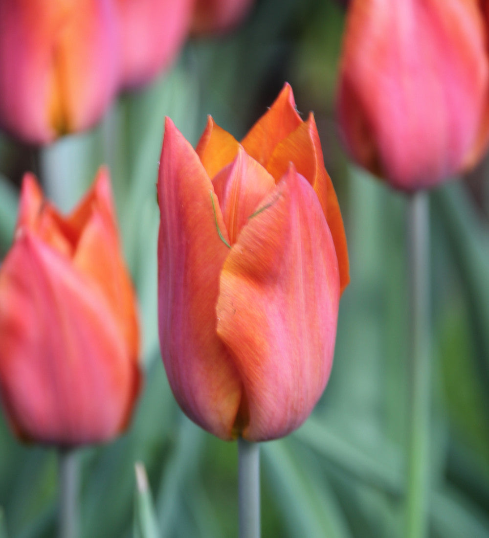 Sarah Raven Bulbs Tulip Request Tulpe 10 Zwiebeln blutorange duftend