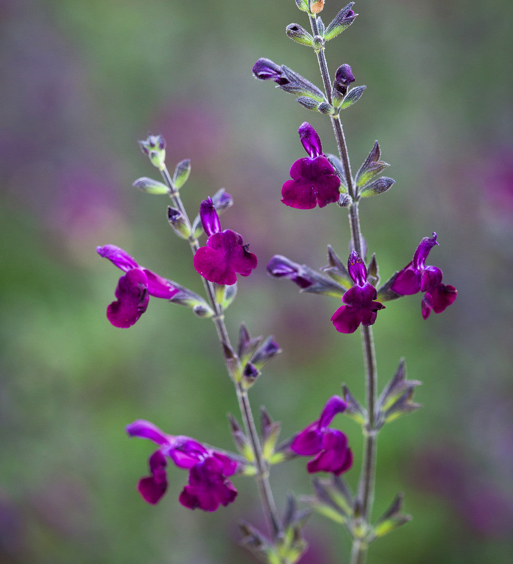 Sarah Raven Plants Salvia Nachtvlinder Pflanze 2 Liter rosa