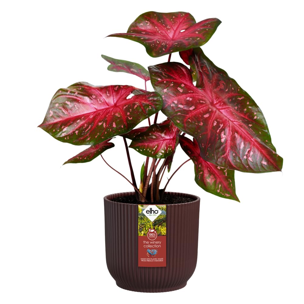 elho Winery Collection Blumentopf 3er-Set Dunkelviolett Indoor