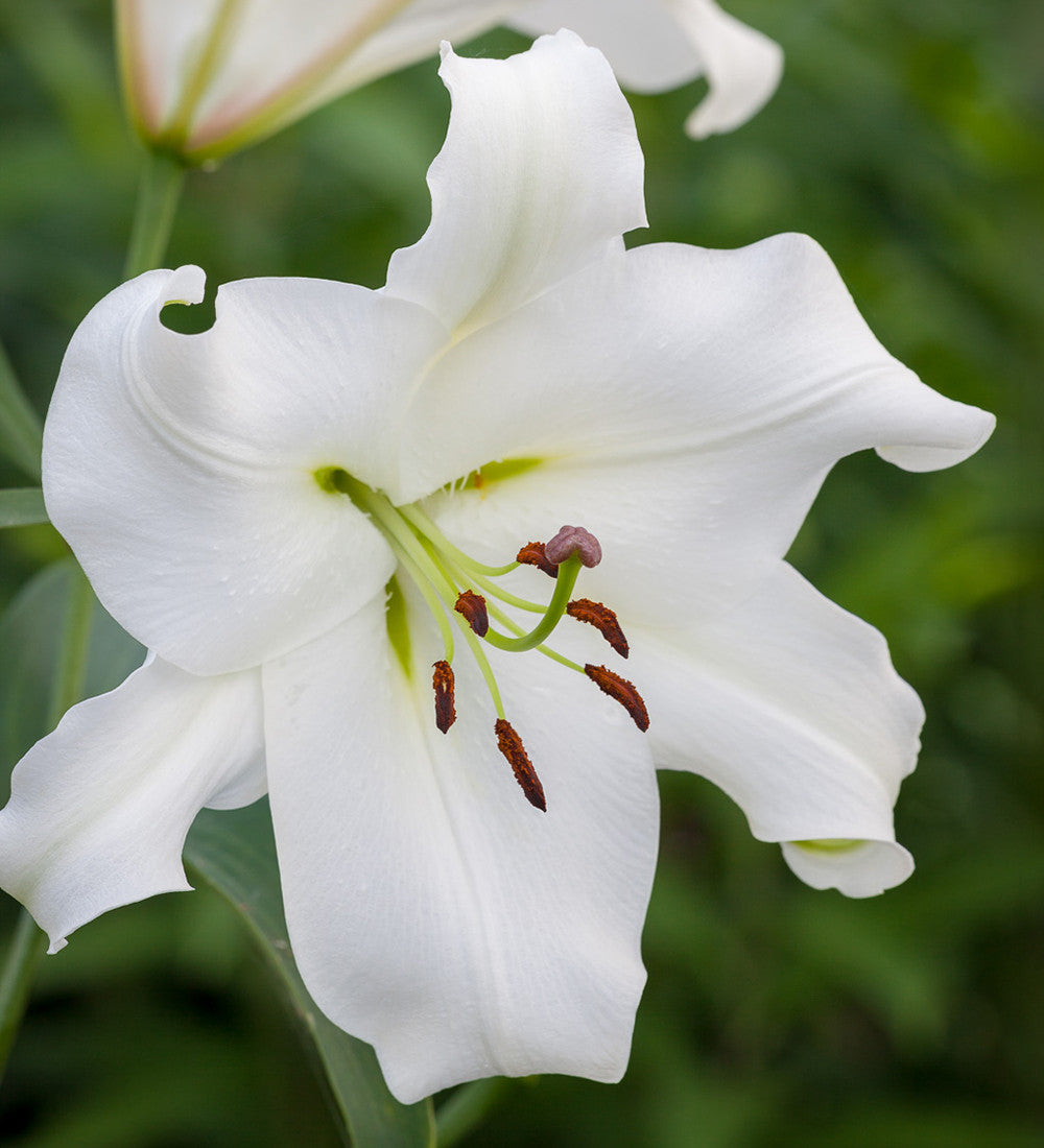Sarah Raven Scented Lily Blumenzwiebeln 3 Stück duftend weiß