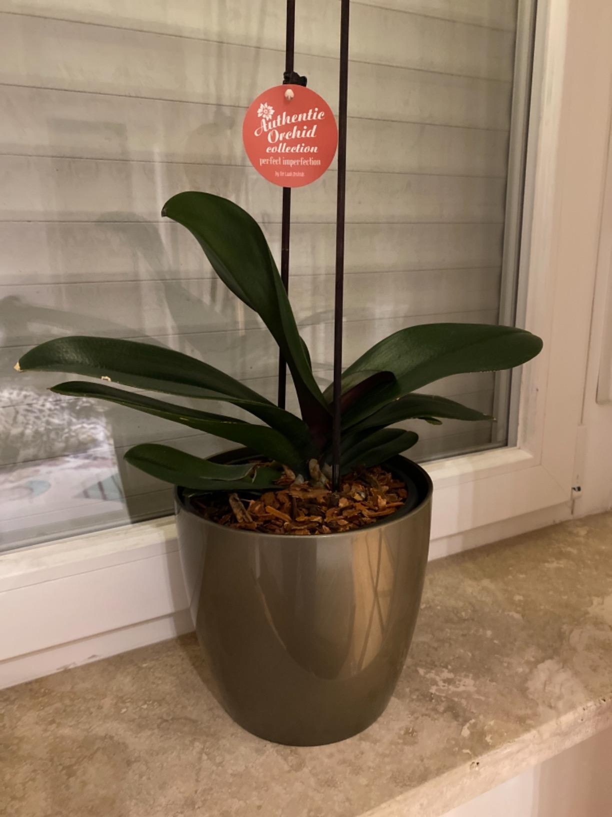 elho Brussels Blumentopf 22cm schwarz metallic rund für innen