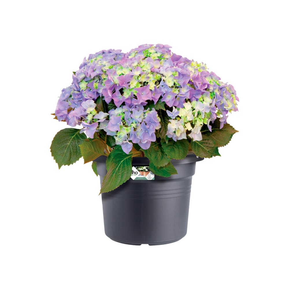 elho Green Basics Cilinder Blumentopf 55 cm Living Schwarz