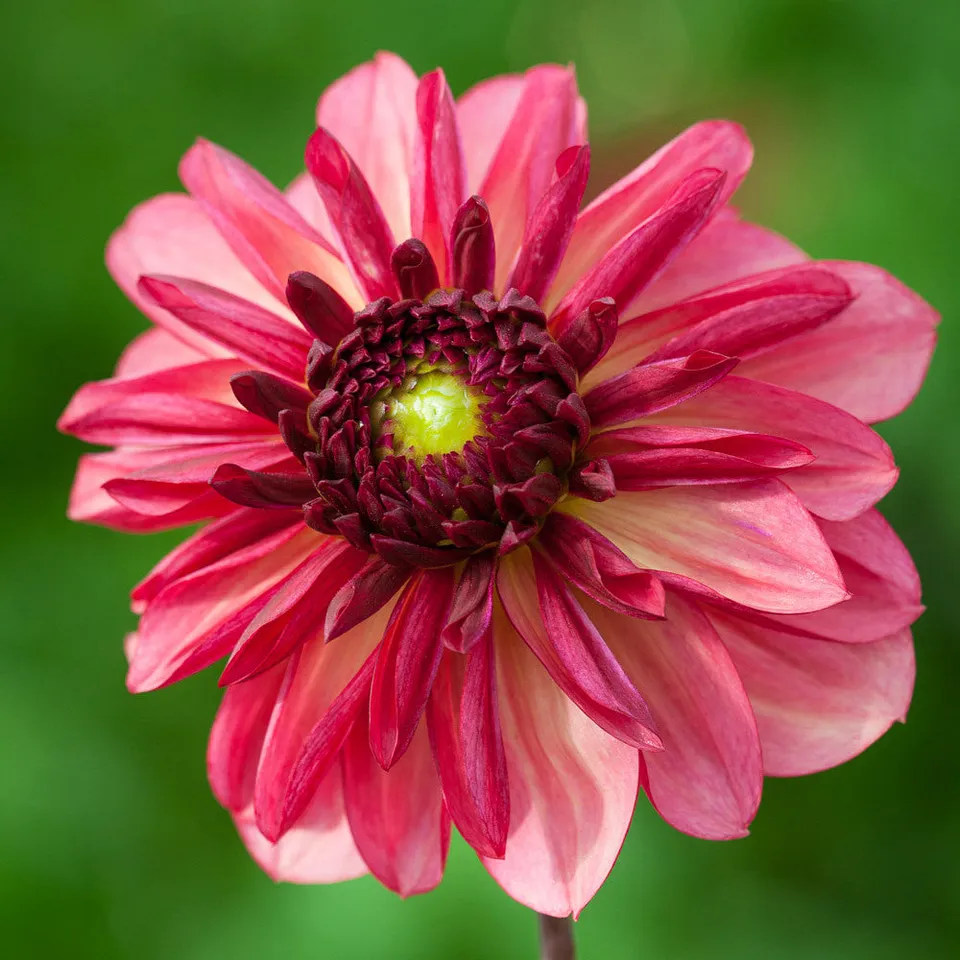 Sarah Raven Bulbs Dahlia Bacardi Dahlienknolle 1 Knolle koralle